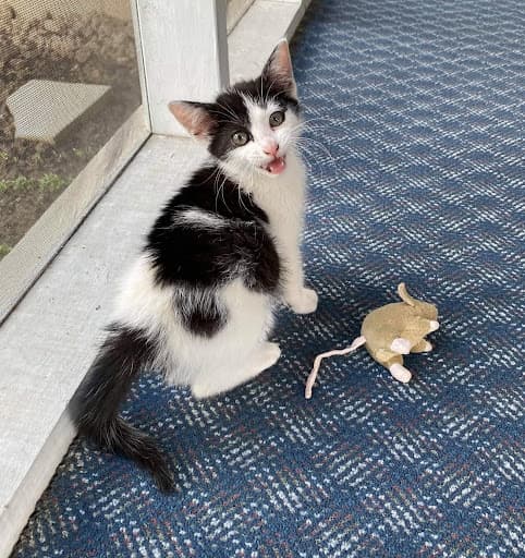 A photo of a little black and white spotted kitten meowing at the camera beside a toy mouse.