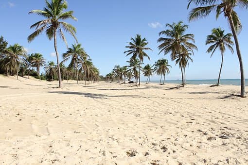 A photo of a white sand beach full of palm trees