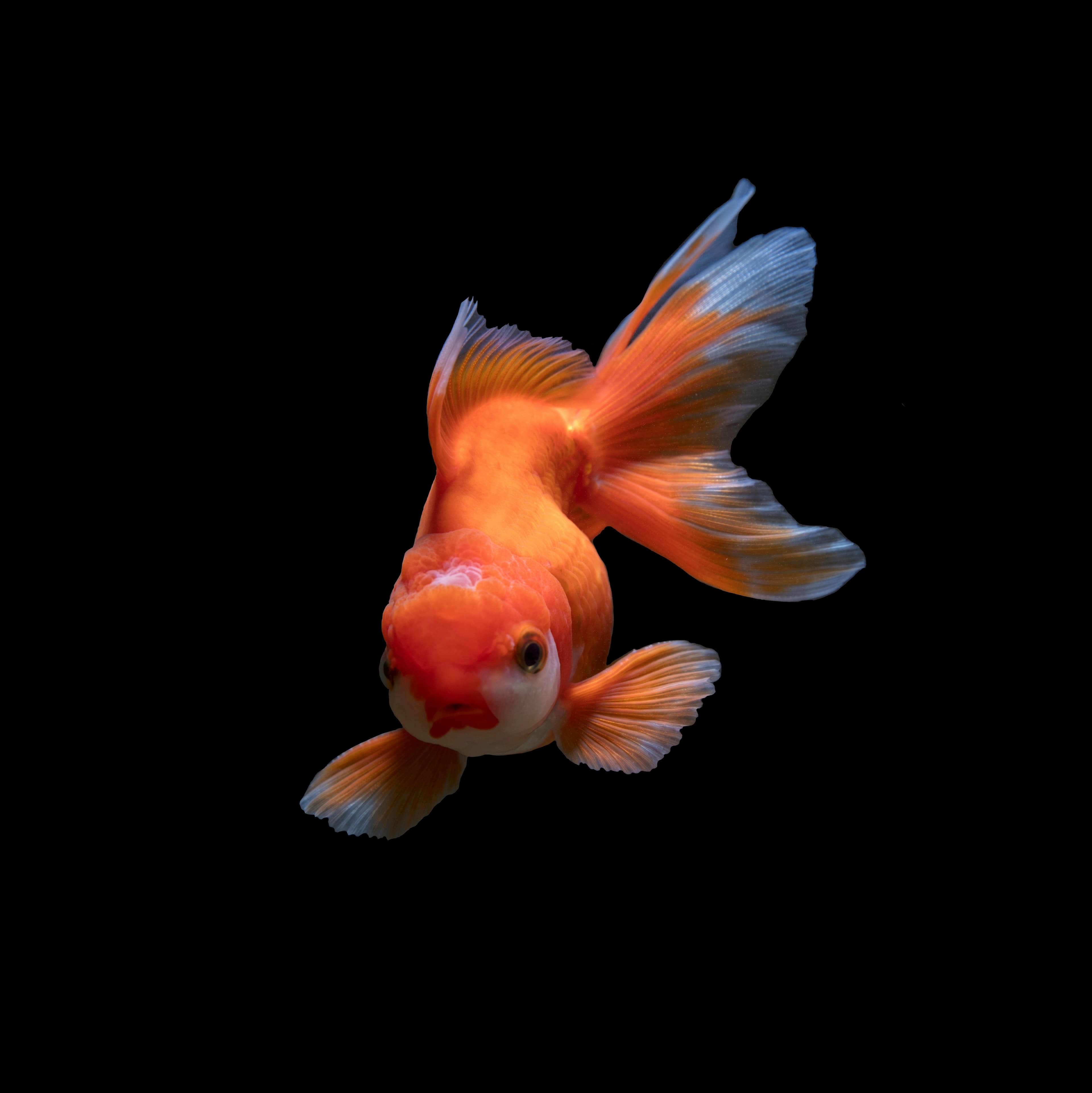 A photo of a goldfish on a black background.