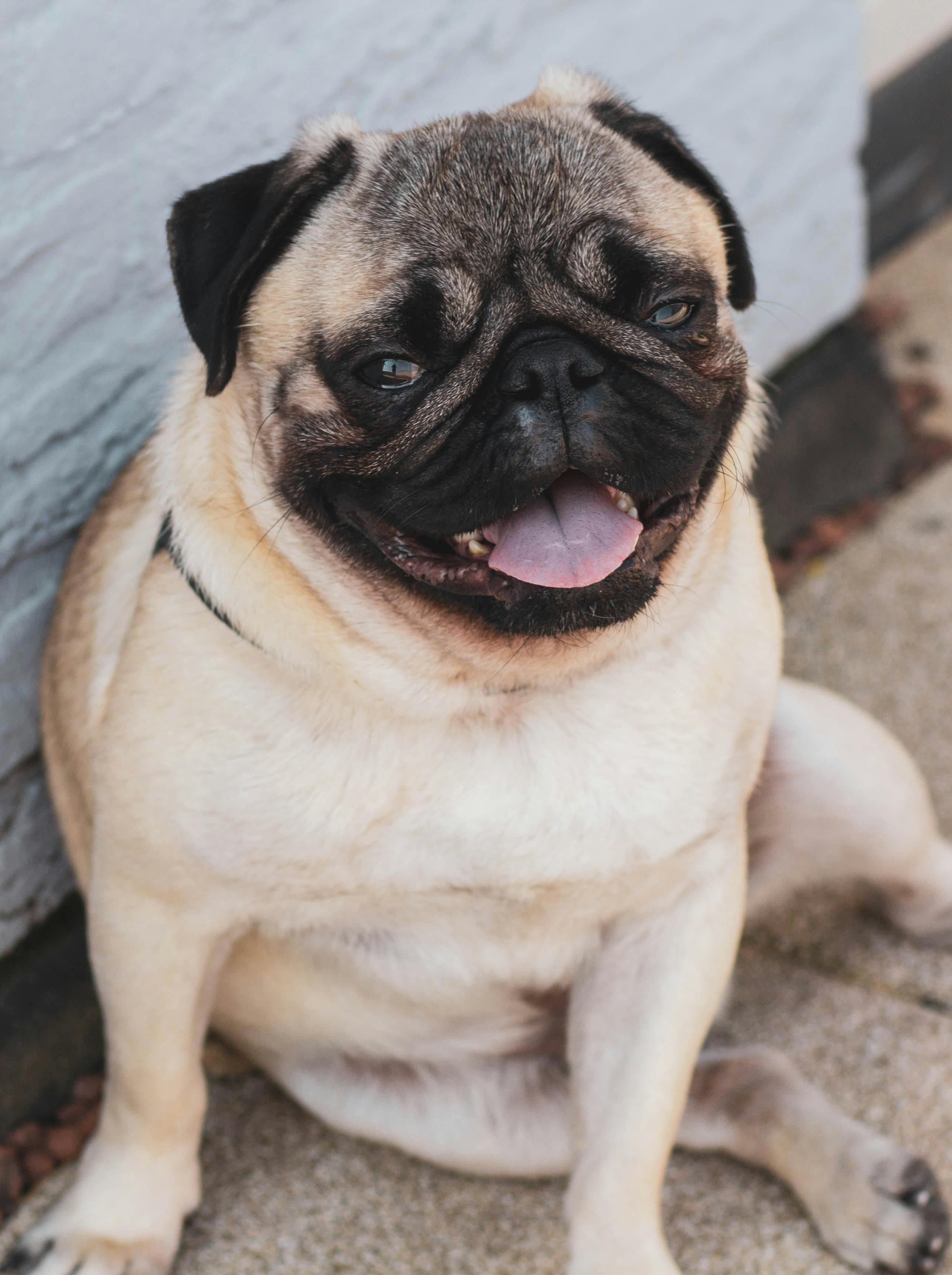 A Pug with short fur, round ears, and a short tail.