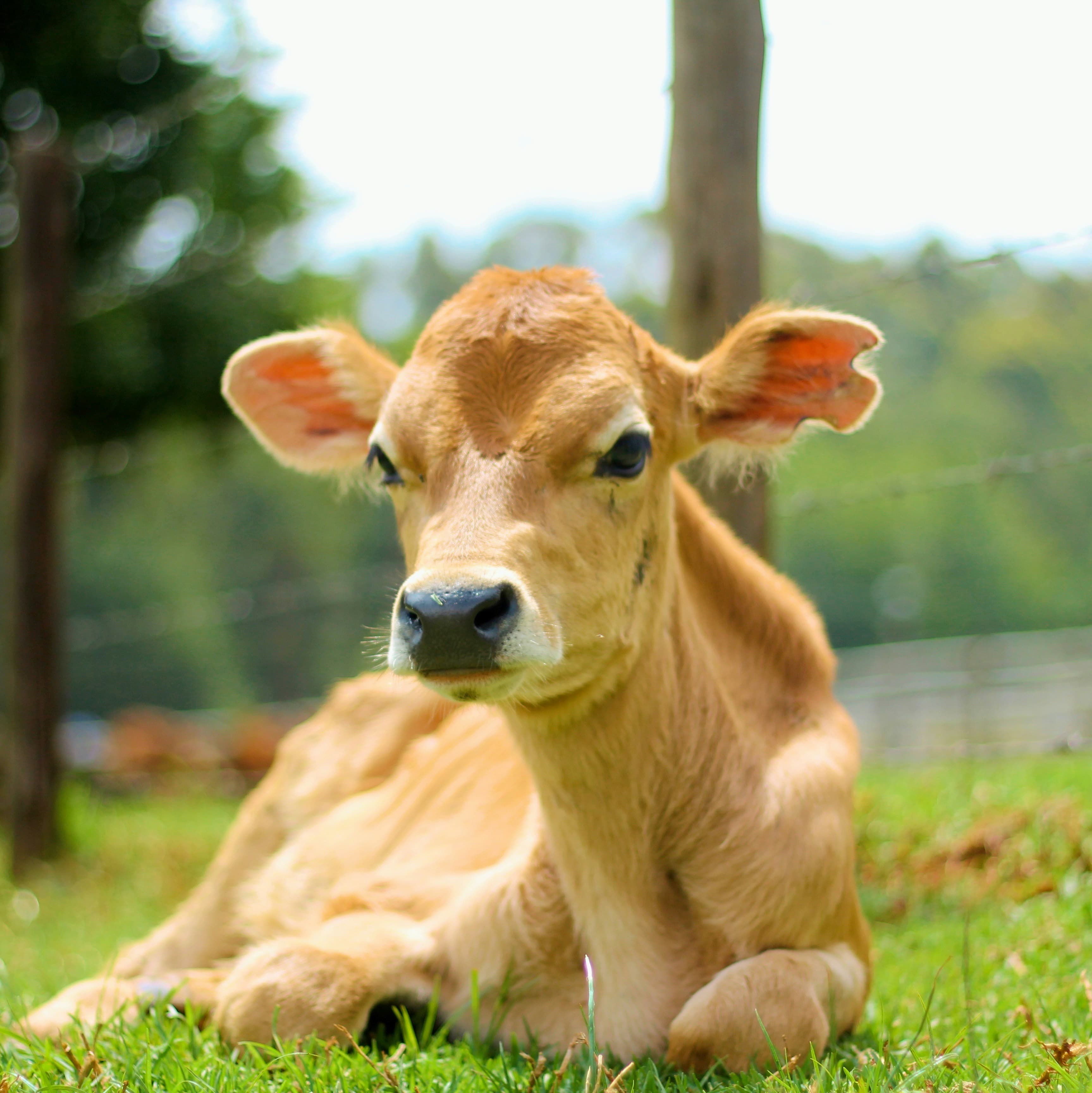A tan calf lying in the grass in front of a fence.