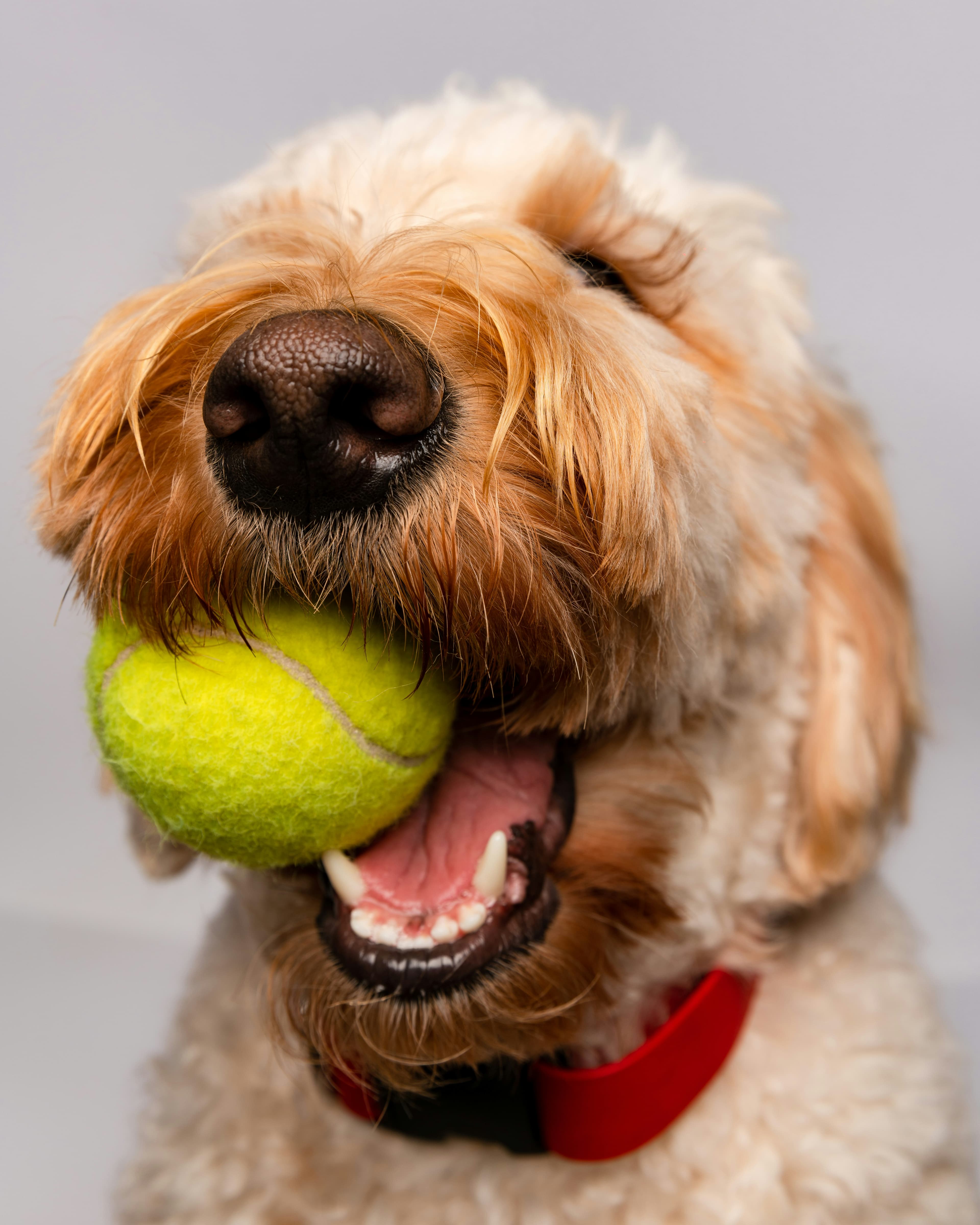 A closeup of a dog with a tennis ball in its mouth
