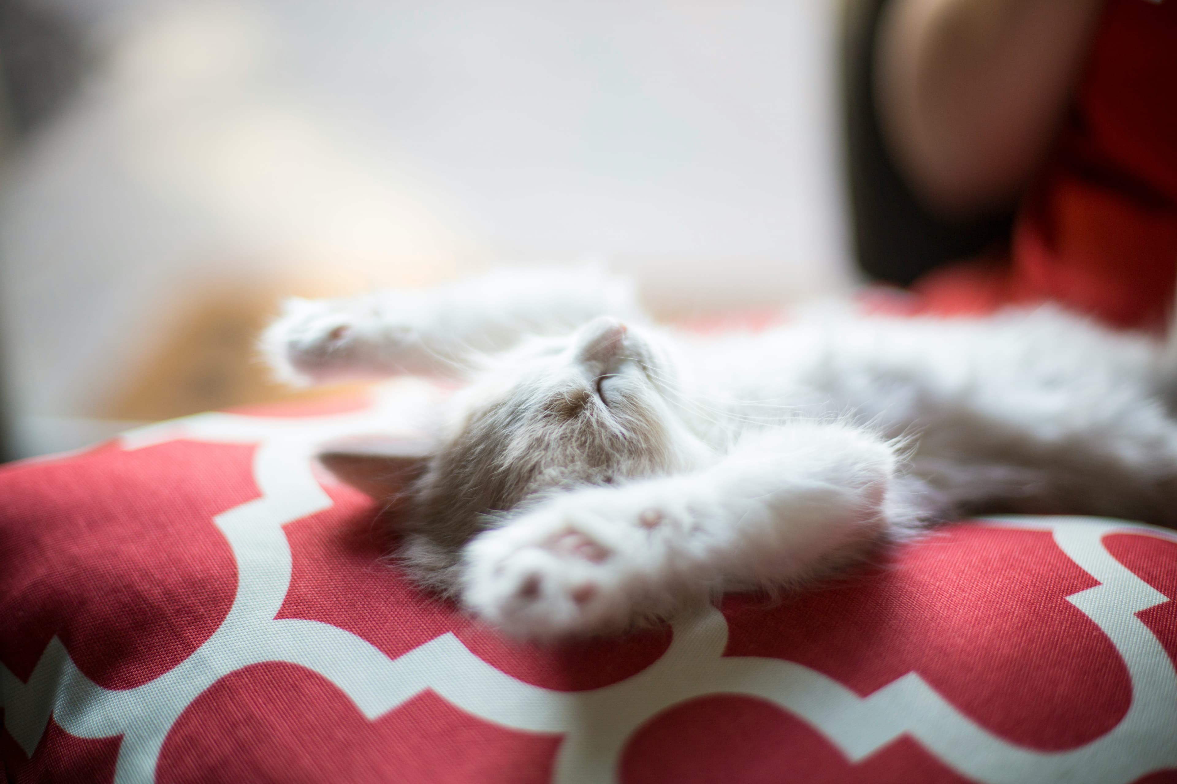 A photo of a tiny white kitten sleeping on its back on a red and white pillow.