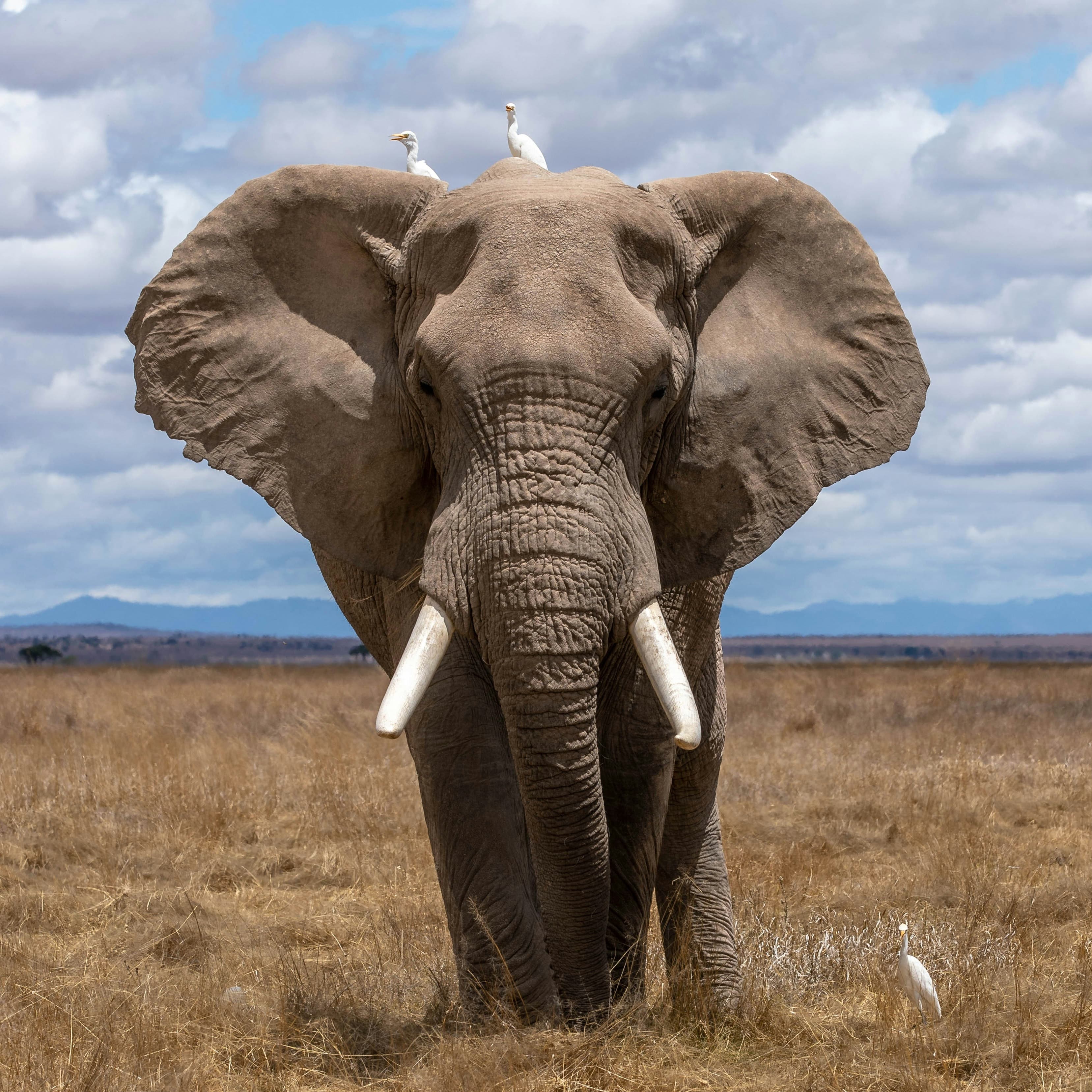 An elephant in a dry field.