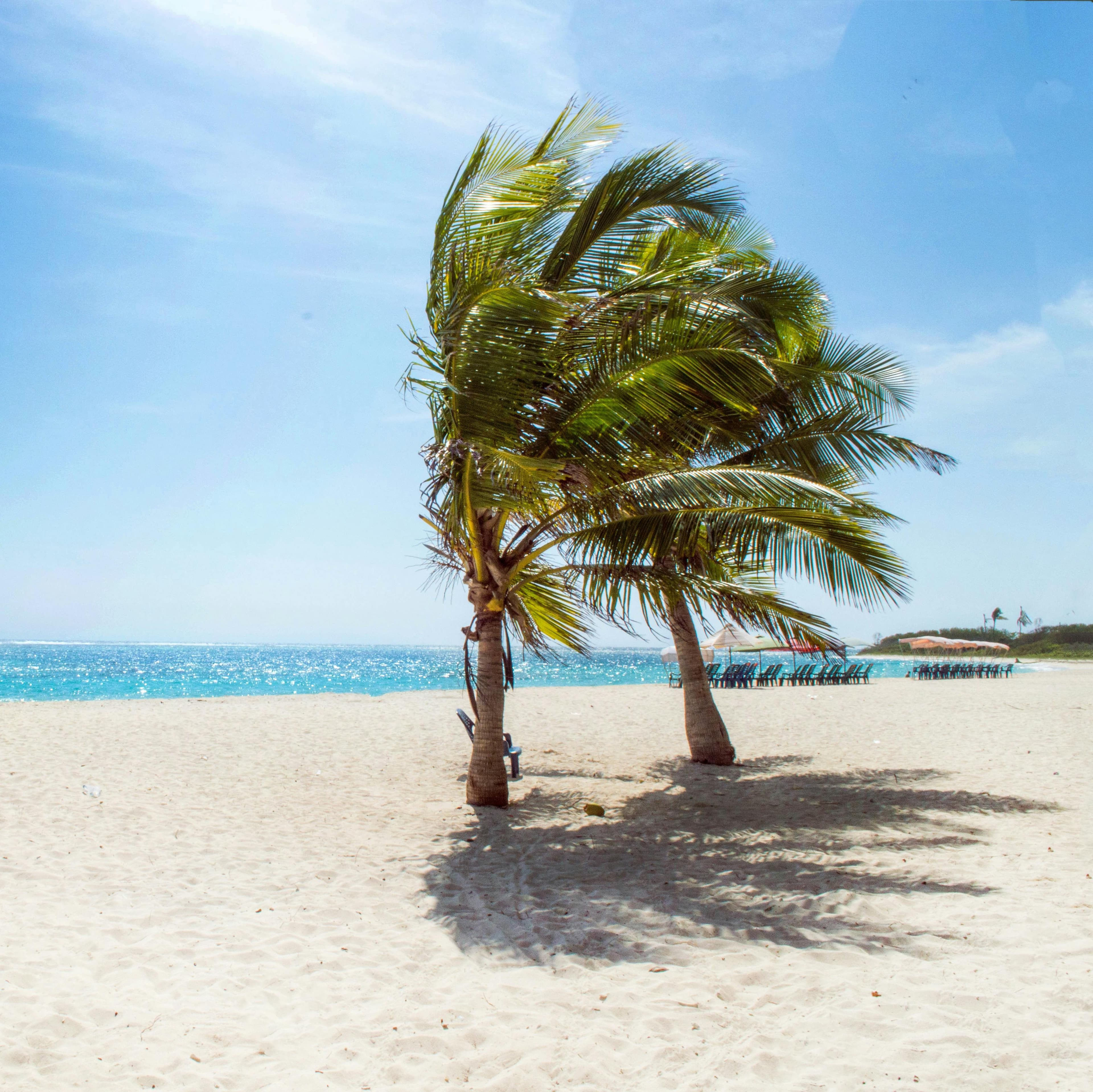 A beach with two palm trees on a sunny day.