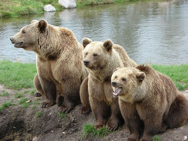 Three brown bears lined up in front of a lake.