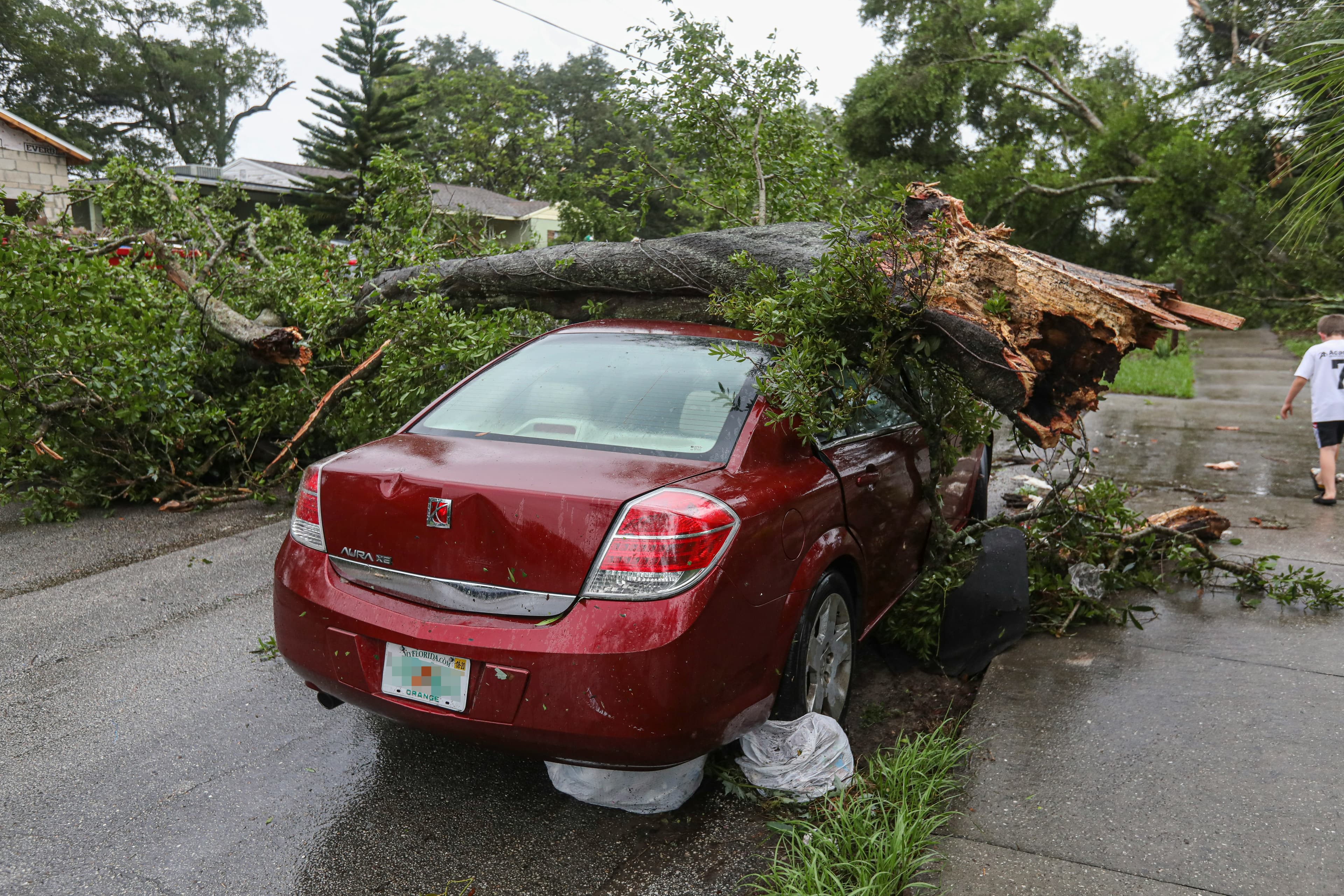 A photo of wine red sedan that has been in an accident. A large tree has fallen on top of it. The street is wet, and it looks like the tree has probably fallen over in a storm. The car is clearly damaged, but the back half of the car is intact.