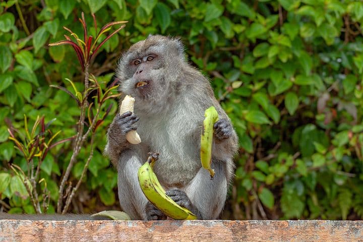 a long-tailed macaque monkey eats a banana