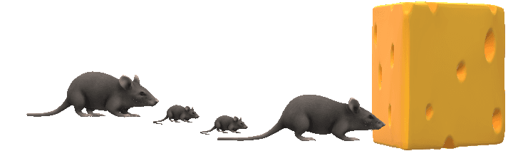 A graphic of a mouse and a block of cheese. It starts far away from the cheese and moves to stand right beside the block of cheese.