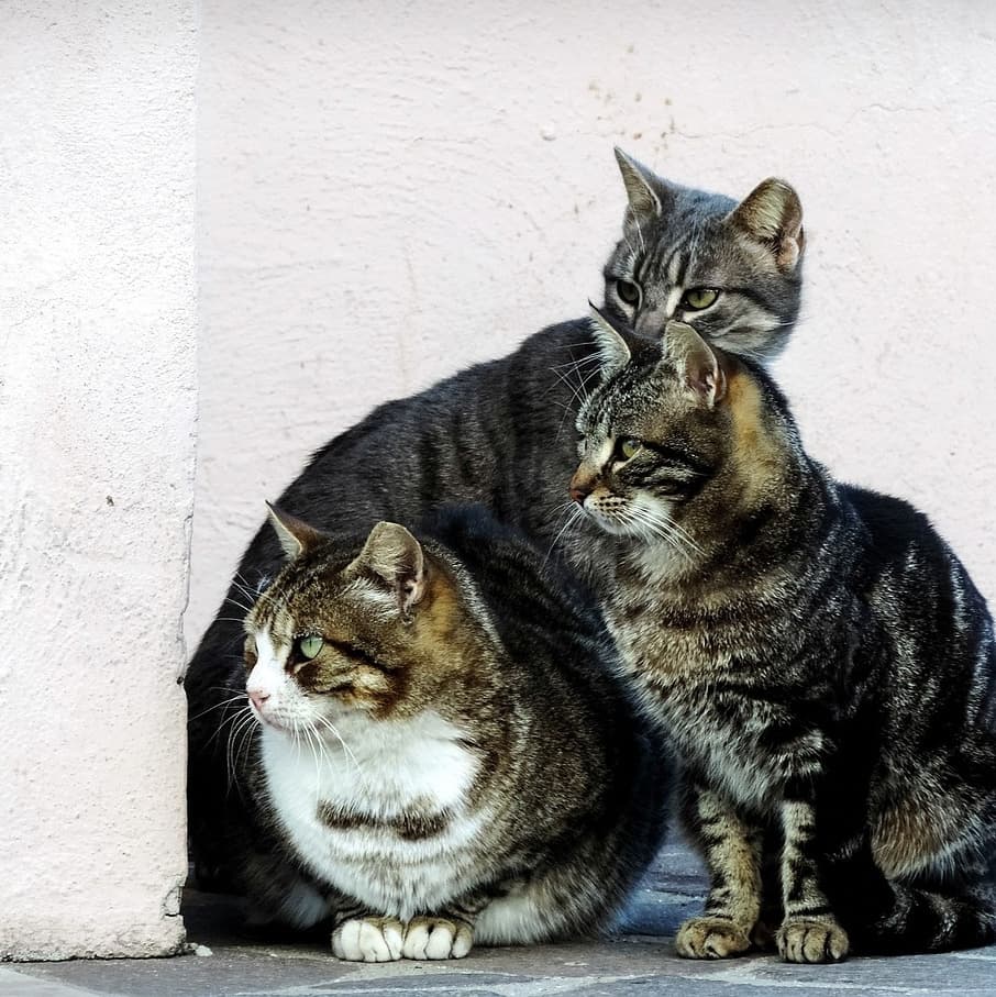 Three tabby cats sit outside at the corner of a white building. They are all peering around the corner.