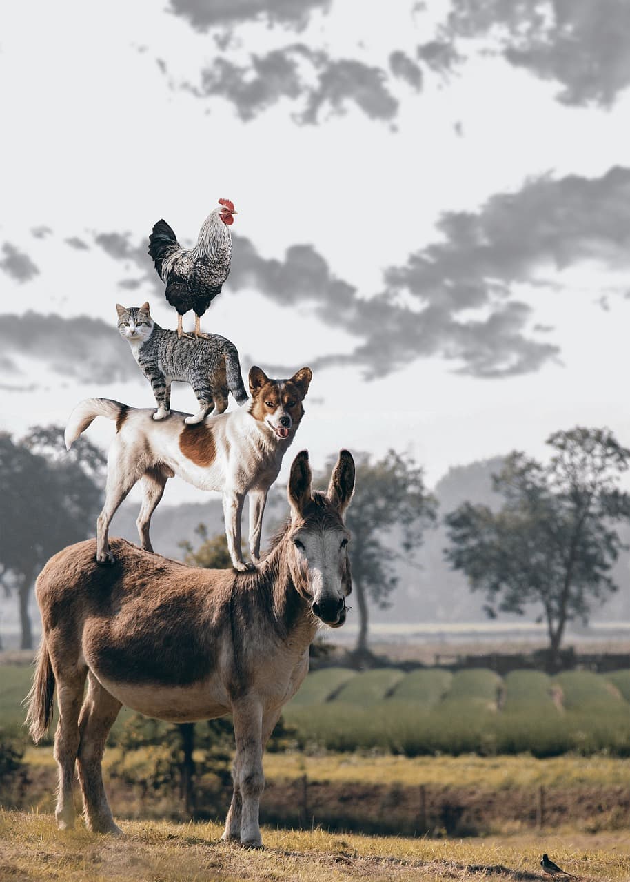 A photo containing a donkey, a dog, a cat, and a rooster. They are all standing on each other's backs, the dog on the donkey, the cat on the dog, and the rooster atop the cat.