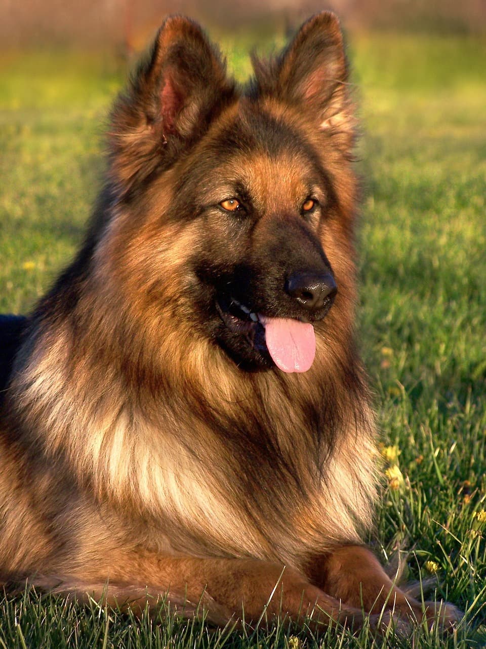 A German Shepherd with pointed ears, long hair, and a long tail.